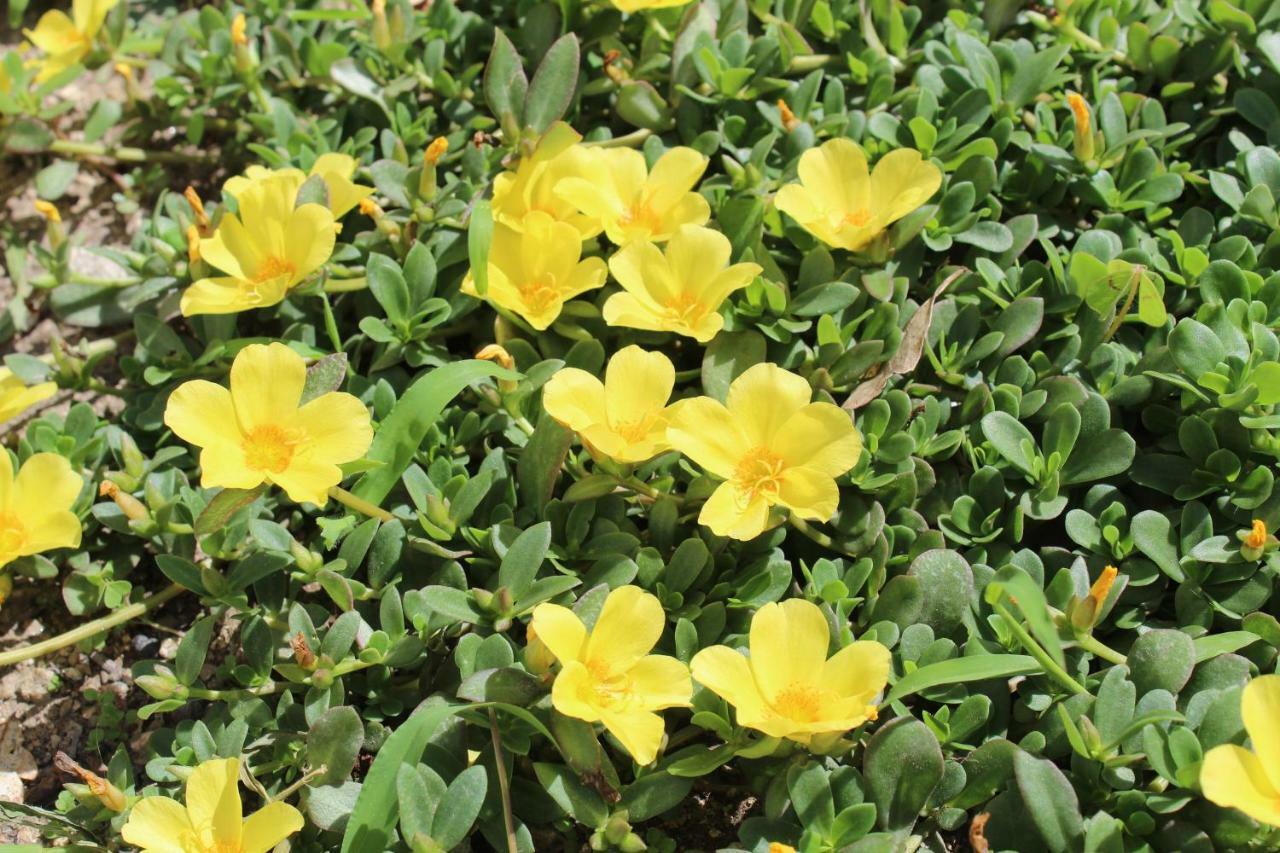 Quinta De Gestacos Villa Geres Dış mekan fotoğraf
